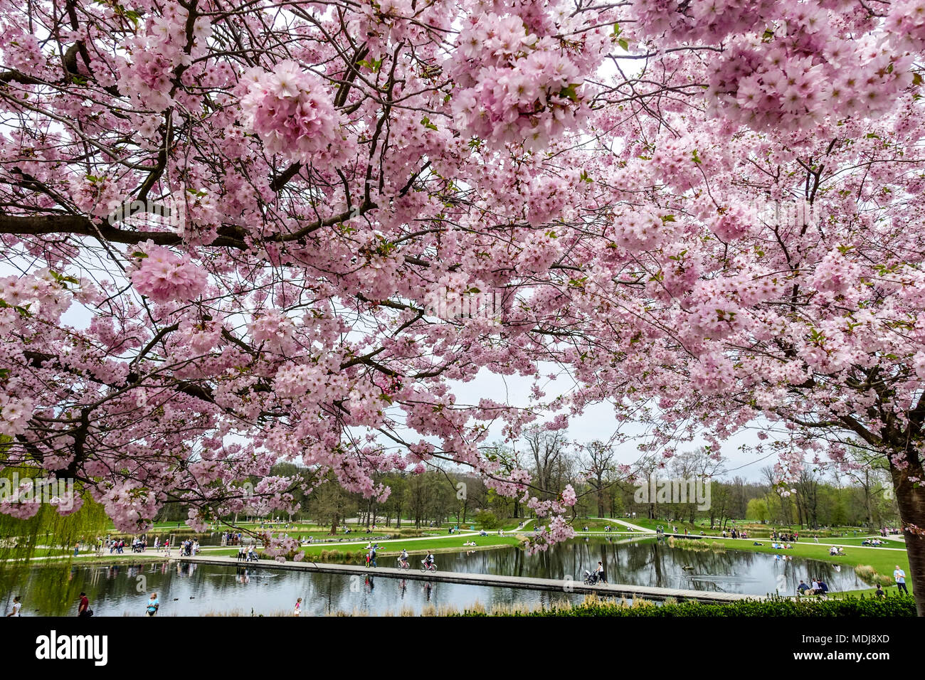 Cerezas florecientes de primavera en el parque de la ciudad Stromovka Praga parque, flores de cereza rosa Foto de stock