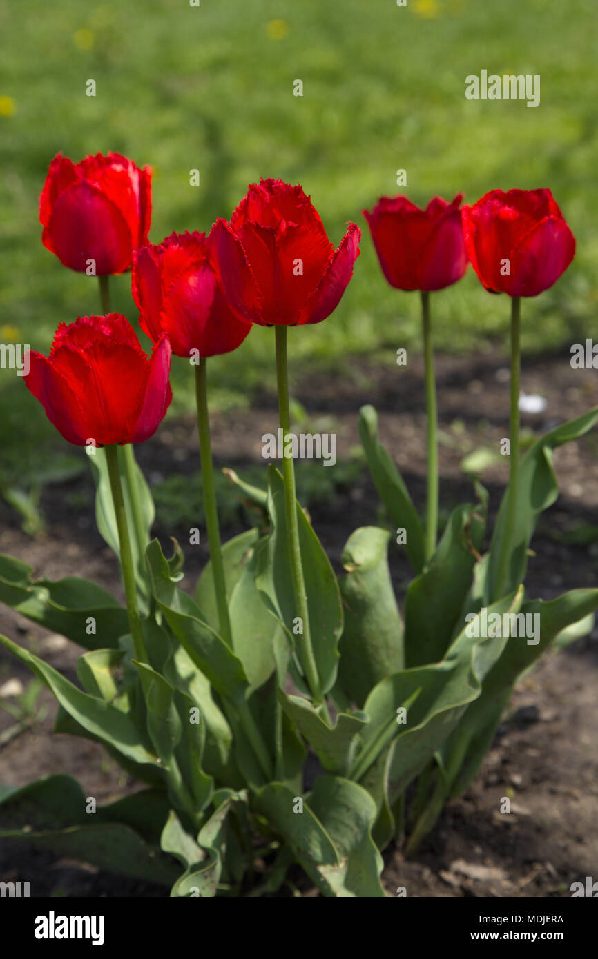 Grupo de primavera de la floración tulipanes rojos en la primavera. La