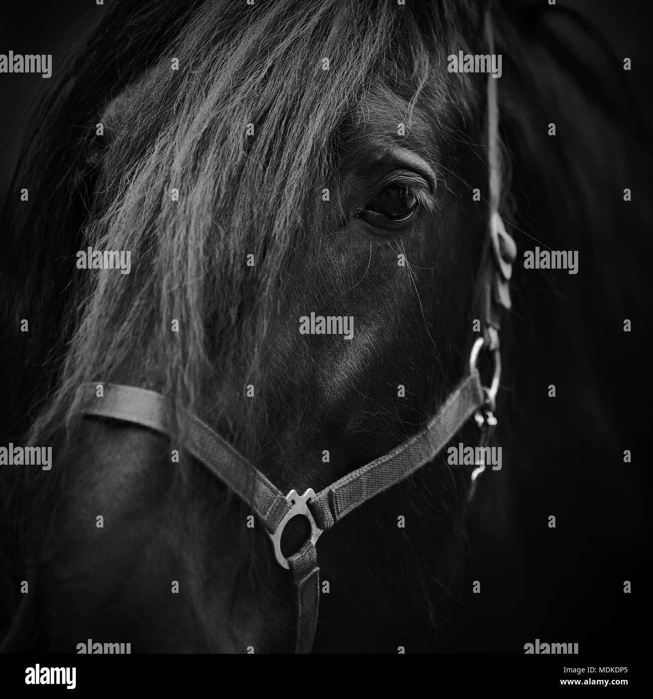 El hocico de un caballo. Corcel. Retrato de un caballo. Caballo de pura