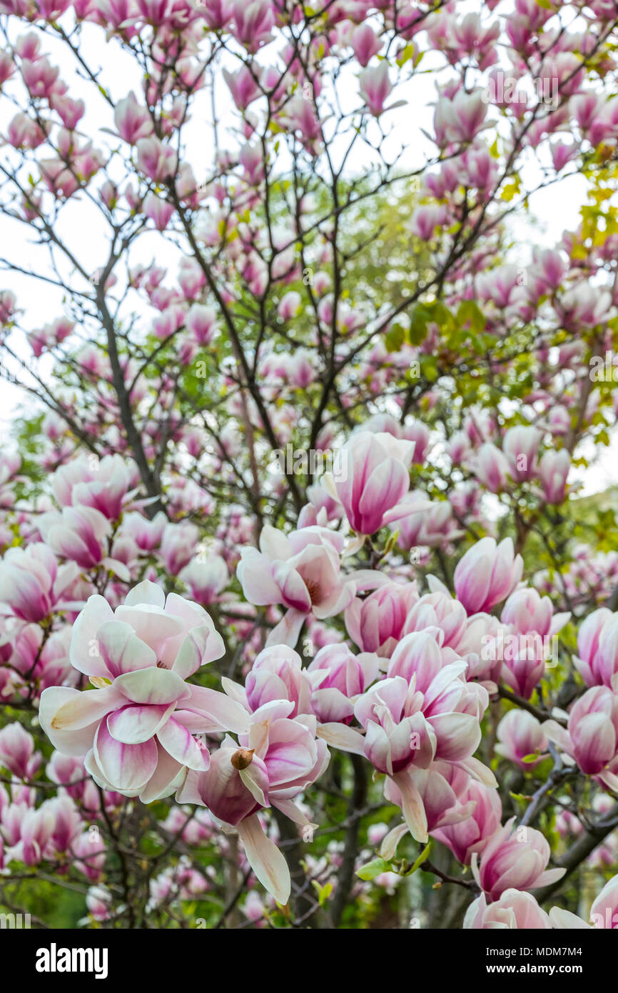 Flor de magnolia rosa fotografías e imágenes de alta resolución - Página 2  - Alamy