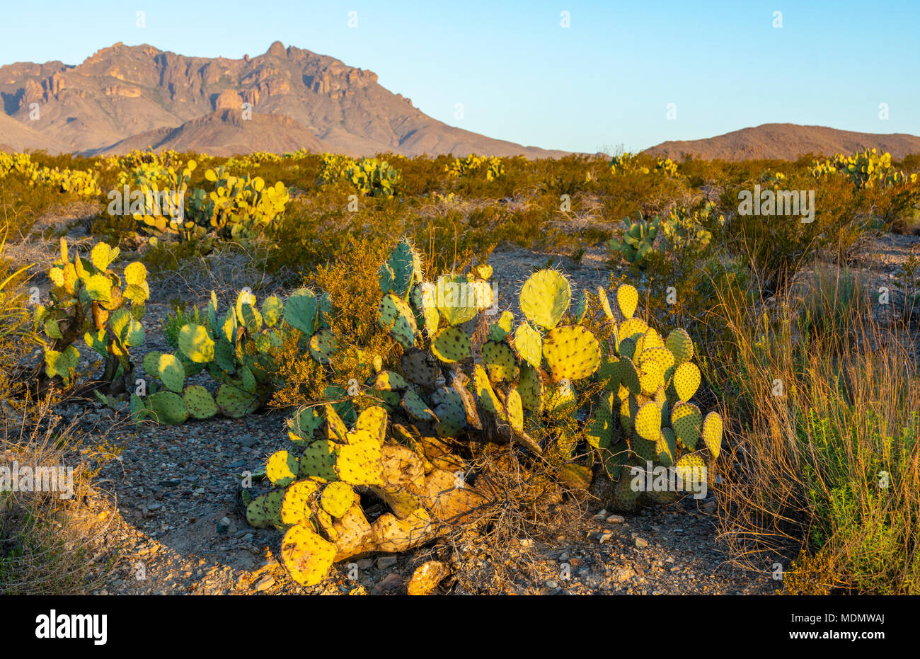 Texas, el Parque Nacional de Big Bend, piragua, pozos, Desierto Chihuahuense Nature Trail, cactus, Montañas Chisos Foto de stock