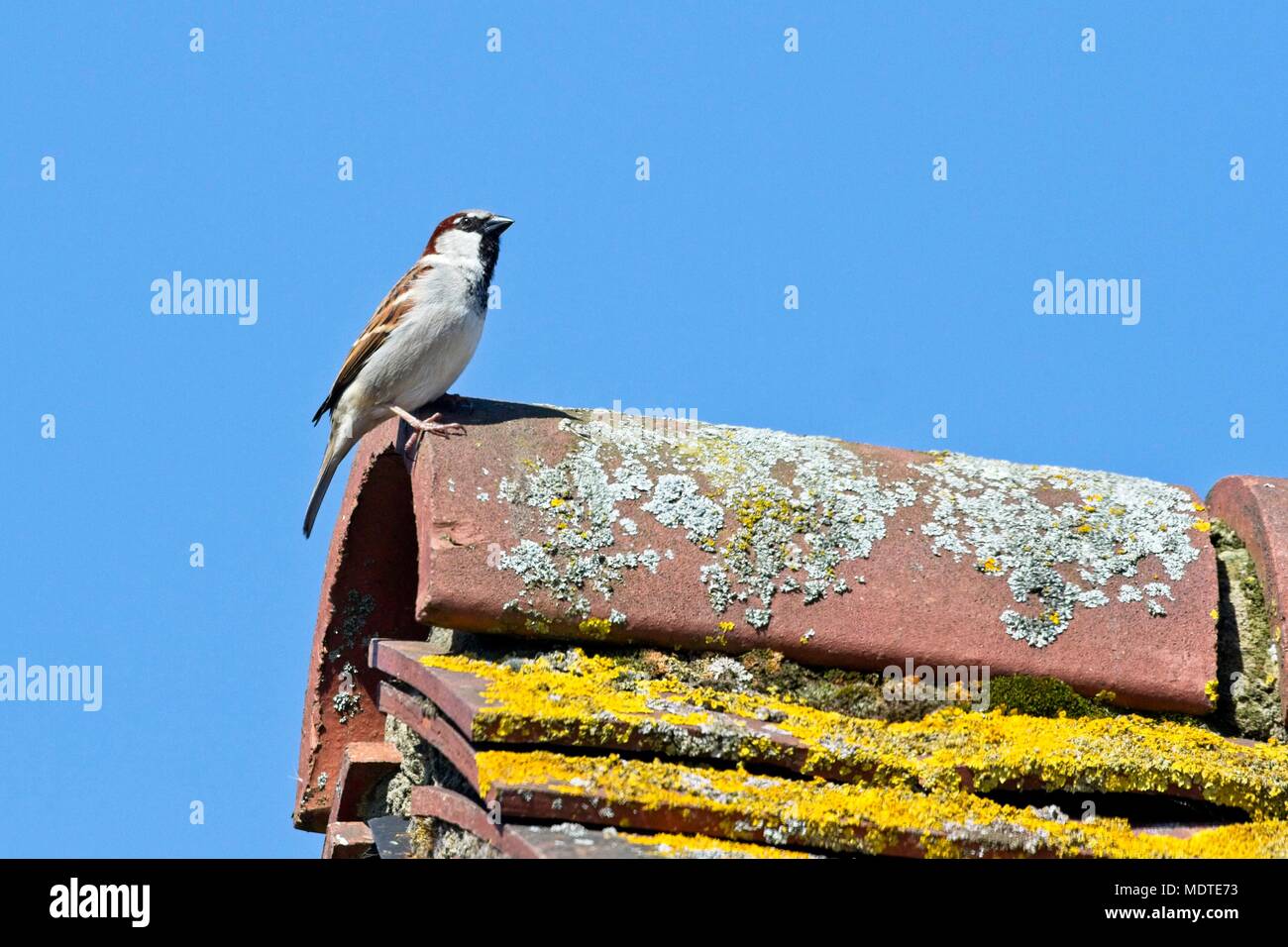 Perrera masculina de la casa (Passer domesticus) en el techo de una casa, Sussex del este, Reino Unido Foto de stock