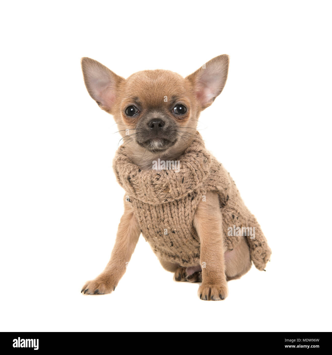 Cute chihuahua cachorro perro vistiendo un suéter tejido marrón la cámara aislado sobre un fondo Fotografía de stock - Alamy