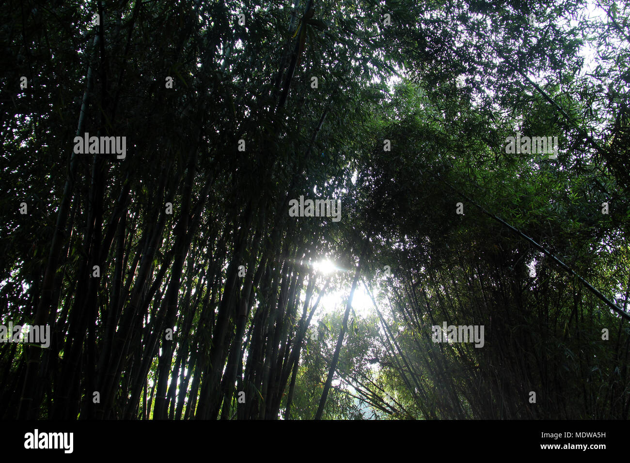 Bosque de bambúes ini Bandung. Foto de stock