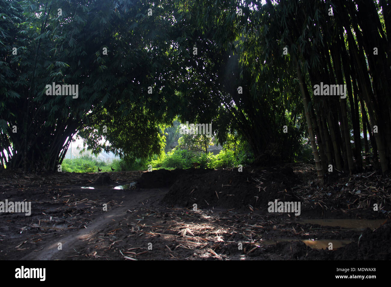 Bosque de bambúes ini Bandung. Foto de stock