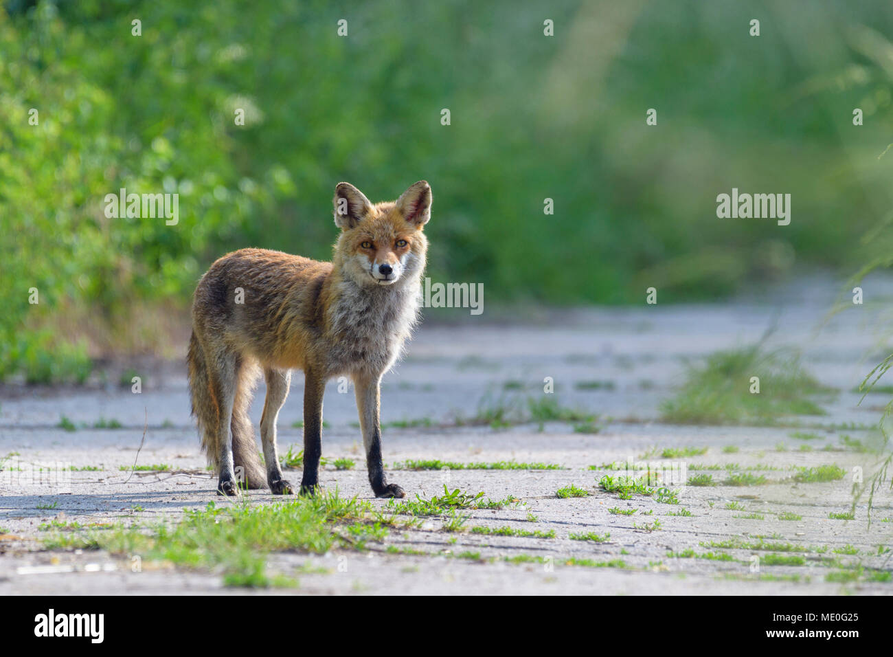 Retrato de zorro rojo (Vulpes vulpes) en la carretera de pie mirando a la cámara en verano en Hesse, Alemania Foto de stock
