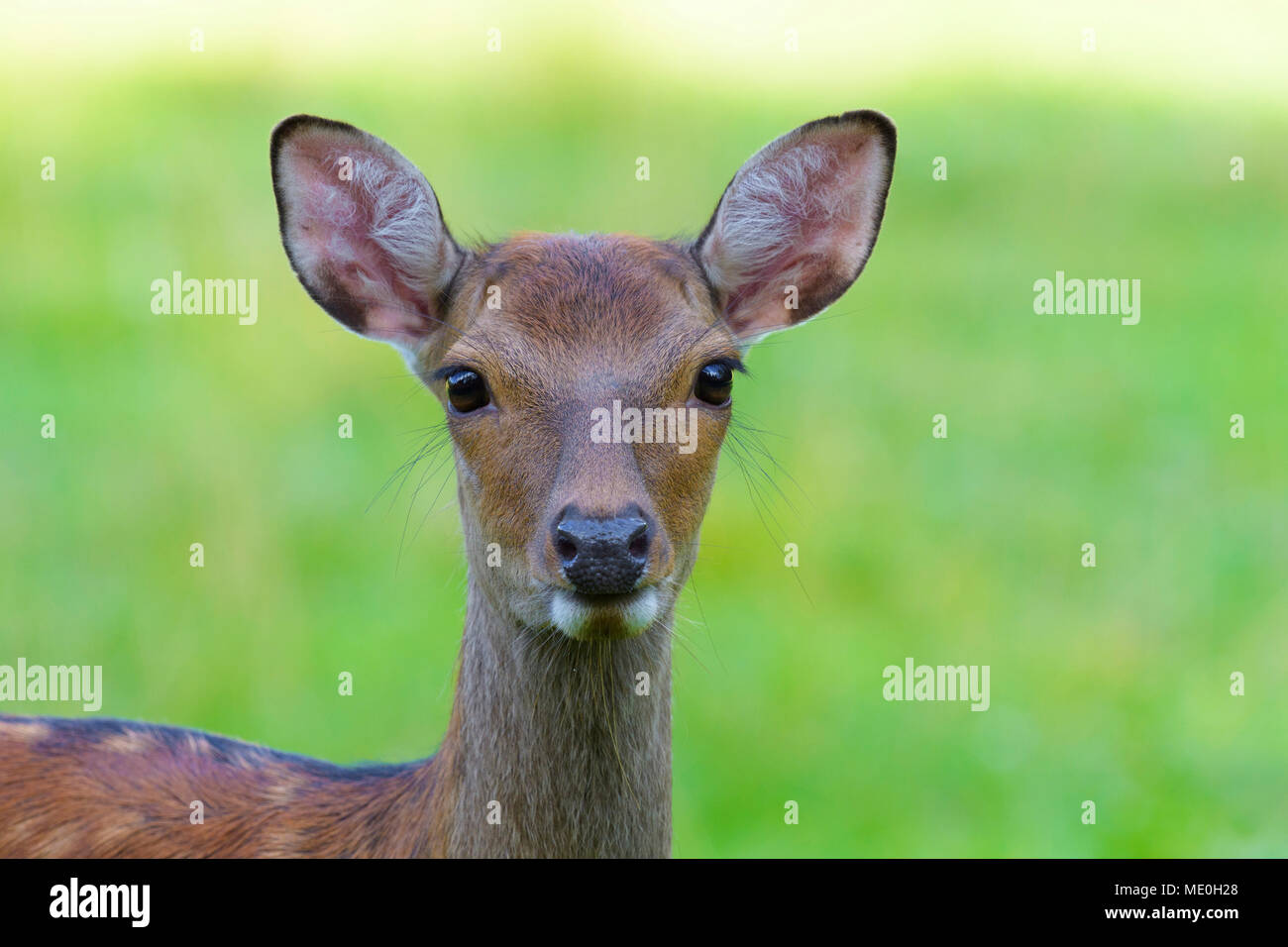 Close-up retrato de mujer, Japanese Deer (Cervus nippon) en Hesse, Alemania Foto de stock