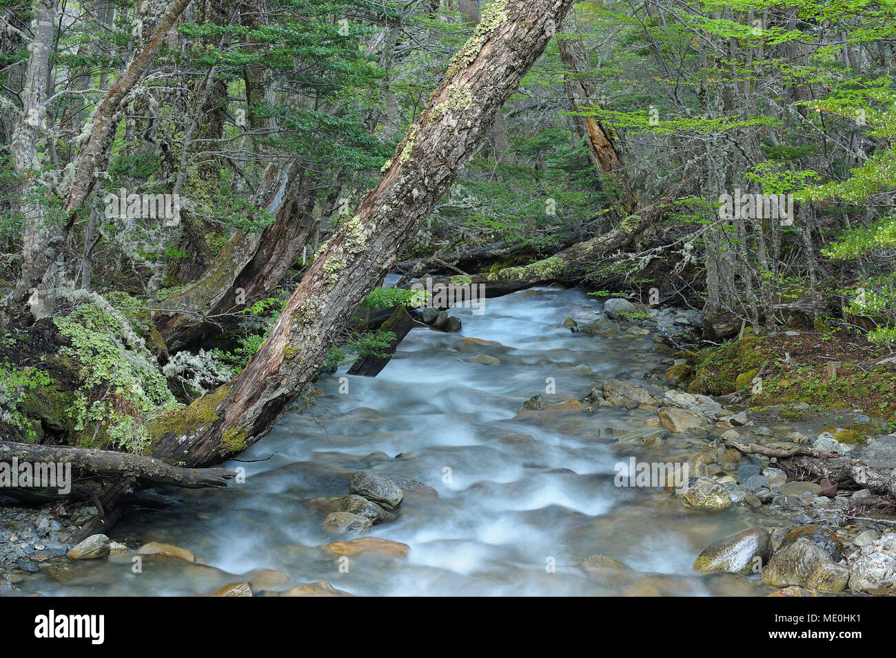 Torrentes de agua de un arroyo del bosque en Ushuaia en el Parque Nacional Tierra del Fuego, Tierra del Fuego, Argentina Foto de stock