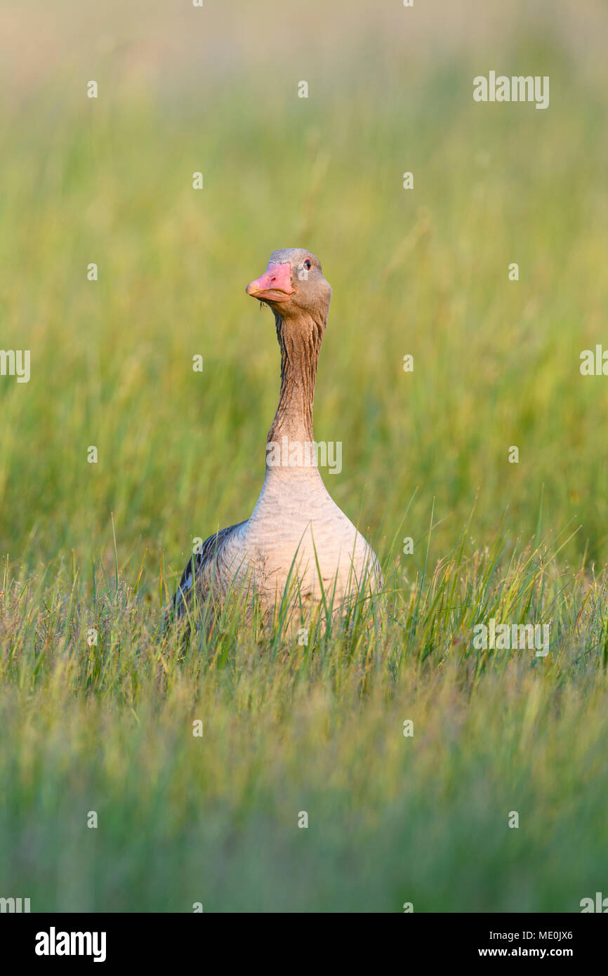 Vista frontal de un retrato graylag goose (Anser anser) de pie en un campo de hierba en el Lago Neusiedl, en el Burgenland, Austria Foto de stock