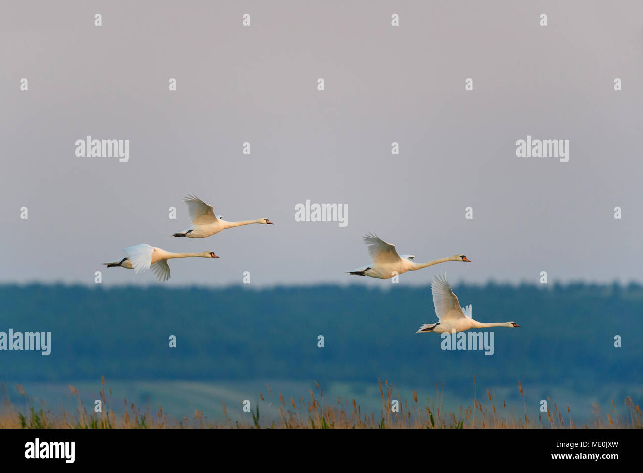 Grupo de silenciamiento cuatro cisnes (Cygnus olor) en vuelo sobre el Lago Neusiedl, en el Burgenland, Austria Foto de stock