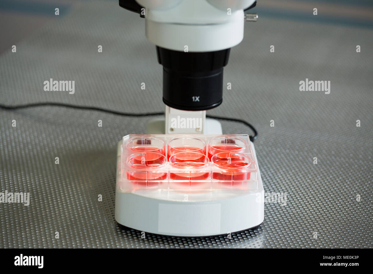 Cultivos de células bajo el microscopio. Foto de stock