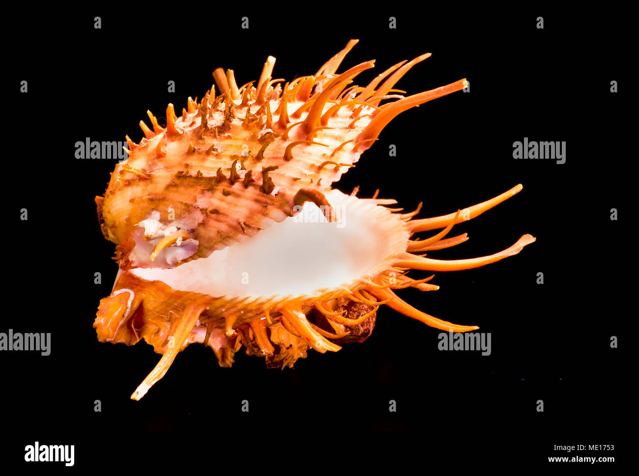 Orange espinosas de concha de ostra encontrados en las cálidas aguas del Mar de Cortez. Foto de stock