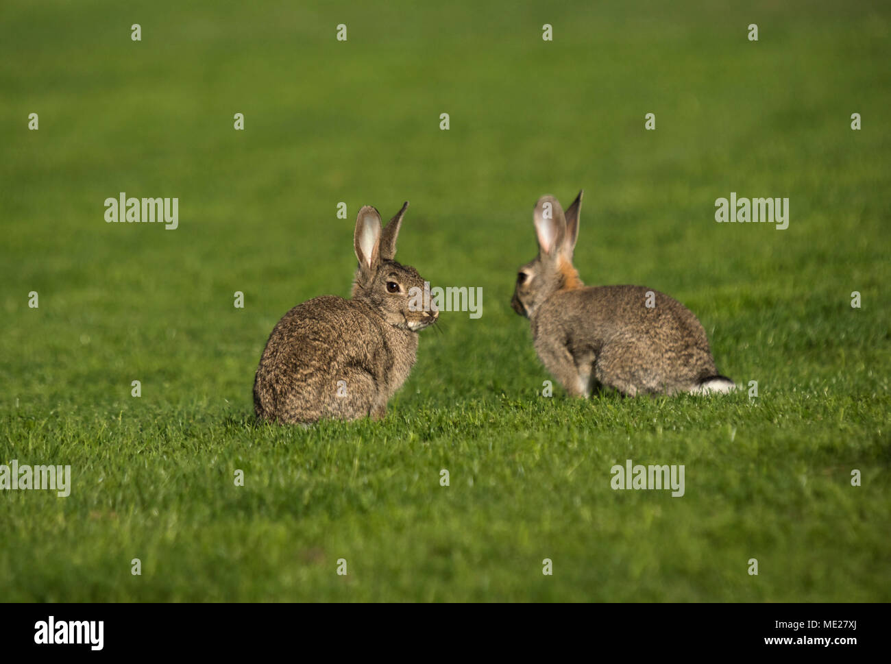 Par de conejos comiendo en el verde. Fotografía tomada en Madrid, España. Foto de stock