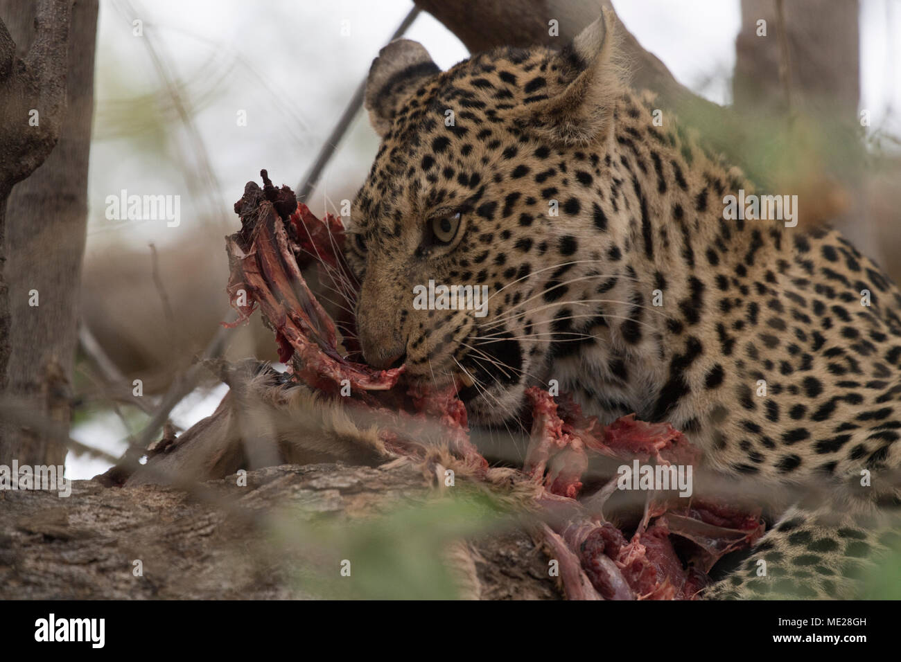 El leopardo (Panthera pardus) come presas en el árbol, PortraitMashatu Game Reserve, Tuli Block, Botswana Foto de stock