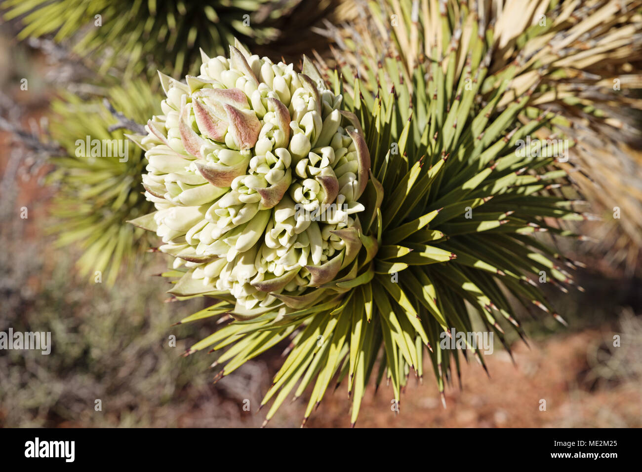 Joshua Tree o Yucca brevifolia flor con el enfoque selectivo Foto de stock