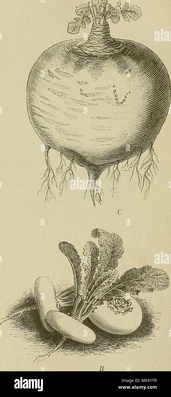 . Die NatÃ¼rlichen Pflanzenfamilien : nebst ihren Gattungen und wichtigeren Arten, insbesondere den Nutzpflanzen . Fig. IIG. Kulturrassen xon Brassica campestris li. c) rapifera Metzg. ^1 TeltowerrÃ¼be, yo? Runde weiÃe KÃ¼be ; C runde weiÃe nabos. (Nach Vilmorin.) 89. Guiraoa Coss. Kelch, gesackt abstehend; MLB. gelb; Fr. mit 2 2fÃ¤cherigen, Ssamigen, sich spÃ¤ter von einander trennenden, nicht aufspringenden Gliedern, das vor- dere kugelig in den konischen Gr. verschmÃ¤lert, mit 8 flÃ¼geligen Eippen. Â IjÃ¤hriges Kraut mit fiederteiligen unteren B., kurzgestielten Bl. "Yo Arte, G. arvensis Co Foto de stock