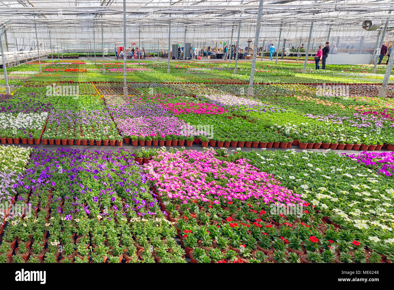 Los visitantes en invernadero para el cultivo de plantas ornamentales Foto de stock
