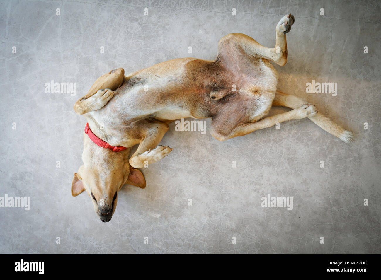 Upside down dog fotografías e imágenes de alta resolución Alamy