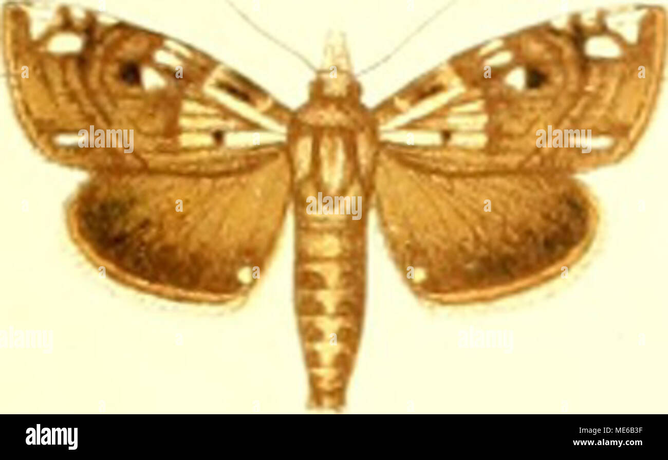 . Die Gross-Schmetterlinge der Erde : eine systematische Bearbeitung der bis jetzt bekannten Gross-Schmetterlinge . % V Foto de stock