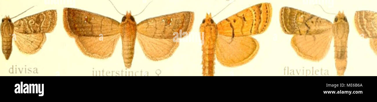 . Die Gross-Schmetterlinge der Erde : eine systematische Bearbeitung der bis jetzt bekannten Gross-Schmetterlinge . " I-'; divisa ,;-, Foto de stock