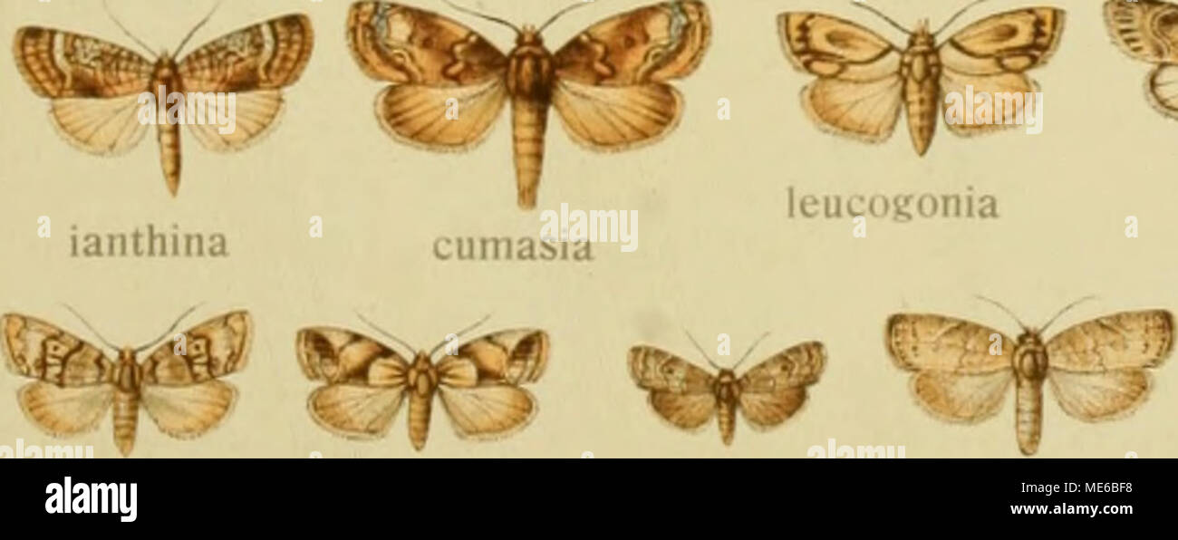 . Die Gross-Schmetterlinge der Erde : eine systematische Bearbeitung der bis jetzt bekannten Gross-Schmetterlinge . Â ^^c*f^ : Foto de stock