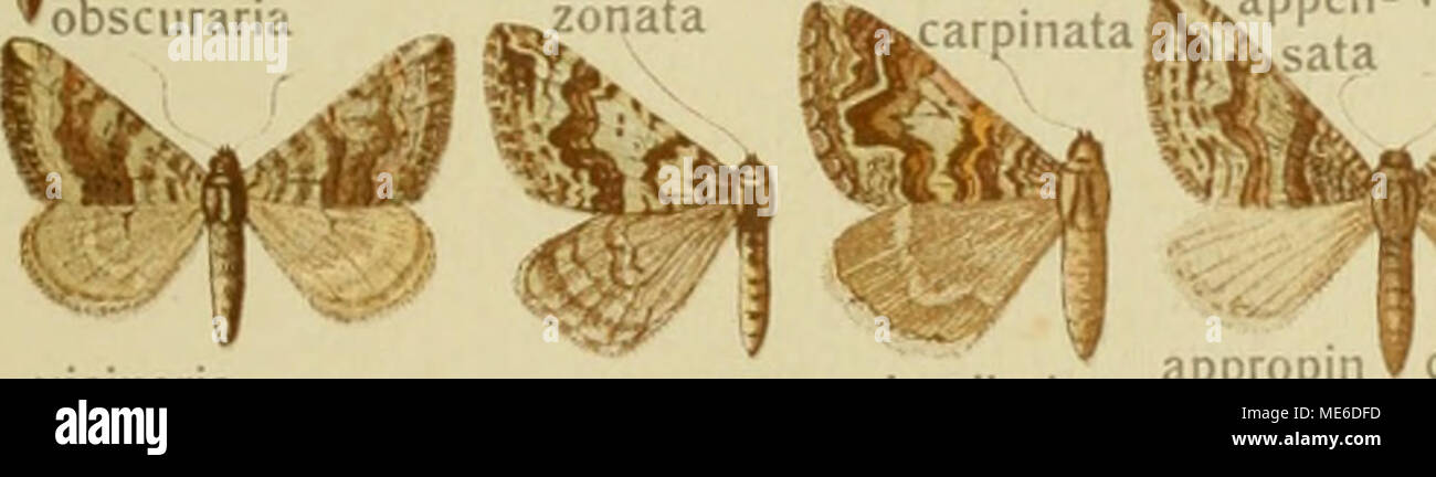 . Die Gross-Schmetterlinge der Erde : eine systematische Bearbeitung der bis jetzt bekannten Gross-Schmetterlinge . uci.ii ,jj ^^nemana inensis kashghara i Foto de stock