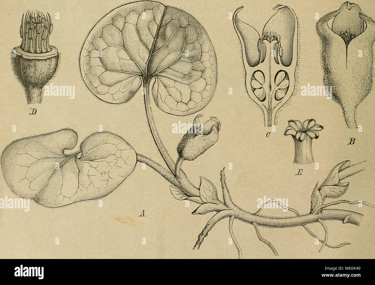 Get Wegnimmt For Android Wegnimmt