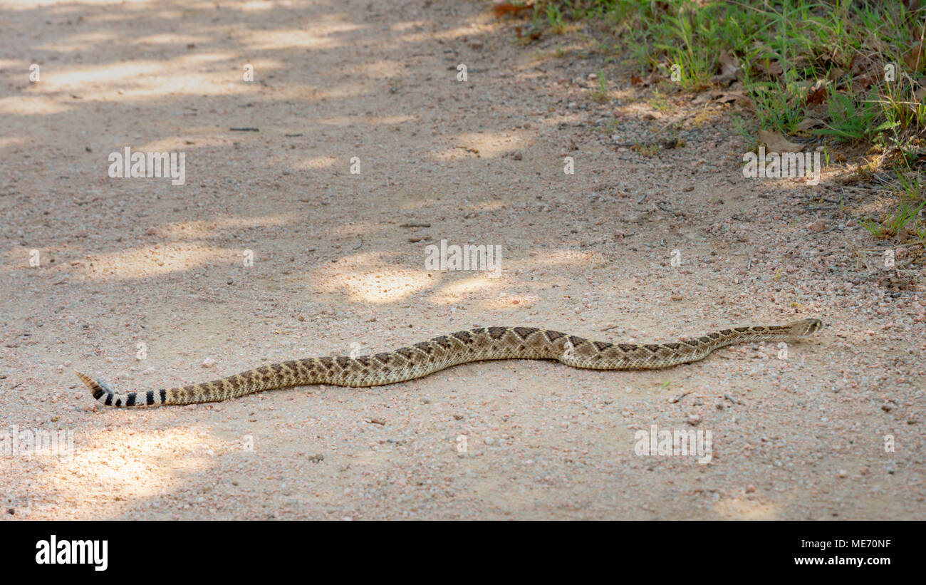 Gran serpiente de cascabel de Texas en un sendero de Trekking Foto de stock