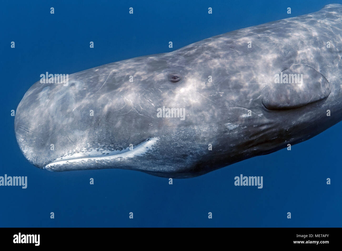 (Physeter macrocepahalus Pottwal), Pico, Azoren, Portugal | cachalote (Physeter macrocephalus) en agua azul, la Isla de Pico, Azores, Portugal Foto de stock