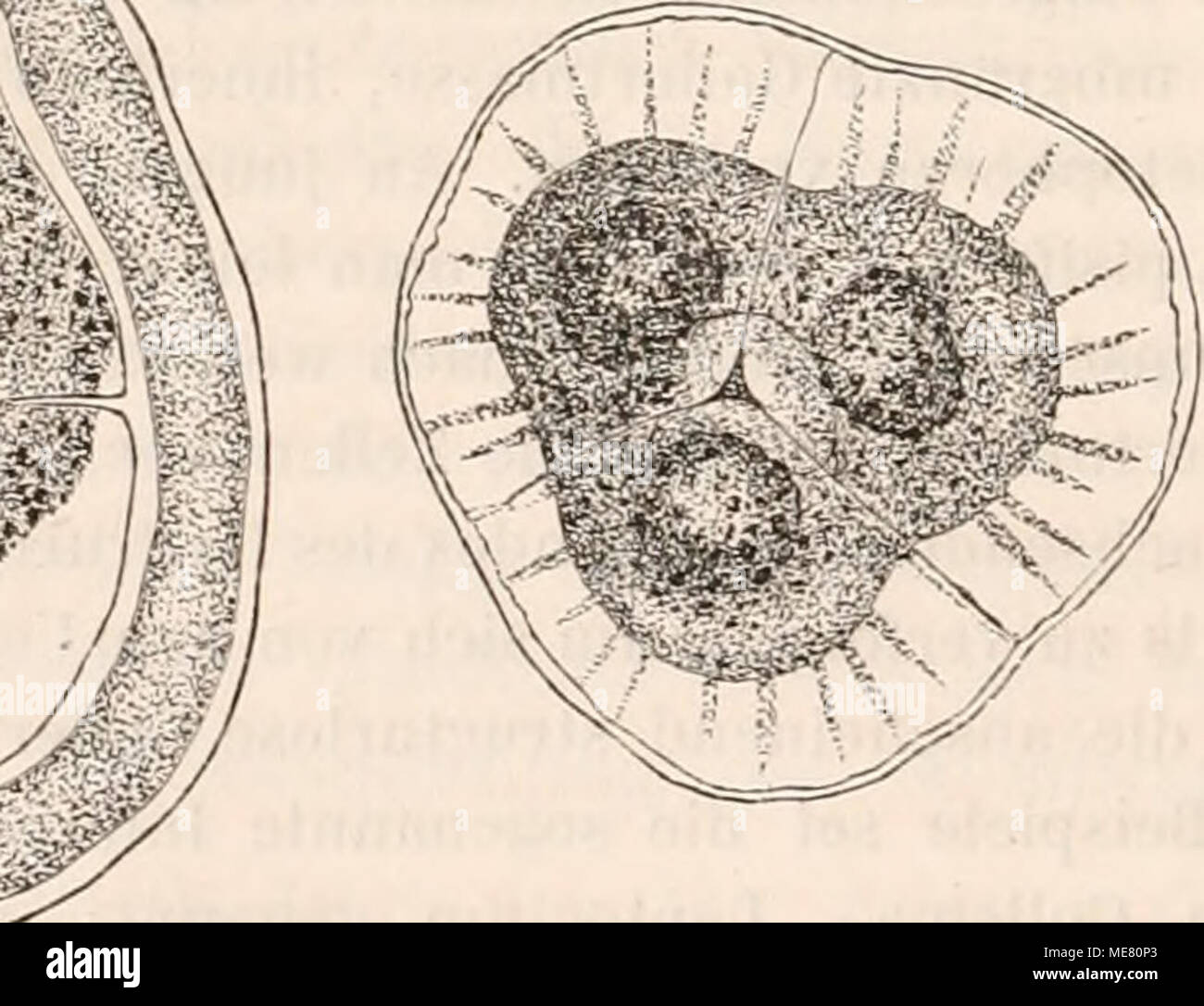 . Die Lehre von der Pflanzenzelle . 1) Cohn en Linnaea 23, pág. 354 ; Tf. 2. f. 5. 2) v. Linnaea Mohl en 1847, Tf. 16, u. verm. Sehr. Tf. 10, f. 34. 3) Hofmeister, Berichte Sachs. G. d. W. 1858, pág. 21. 4) Ebds. 5) Ebds. 20. Foto de stock