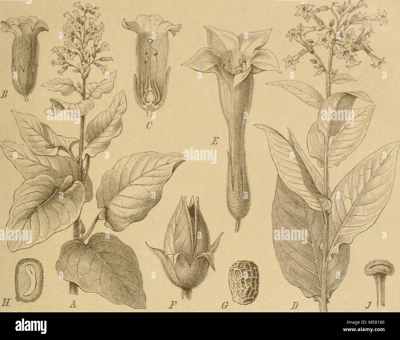 N Tabacum Fotos E Imagenes De Stock Alamy