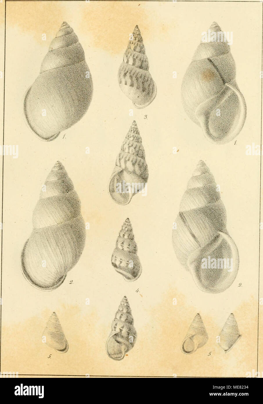 . Die Land und Susswasser Mollusken von Java . Foto de stock