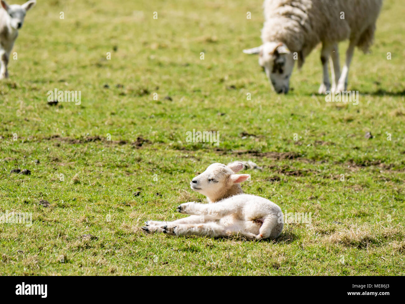 West Linton, Scottish Borders, Escocia, Reino Unido, 21 de abril de 2018. Sol de primavera en el campo, con un recién nacido cordero tumbado bajo el sol en un campo Foto de stock