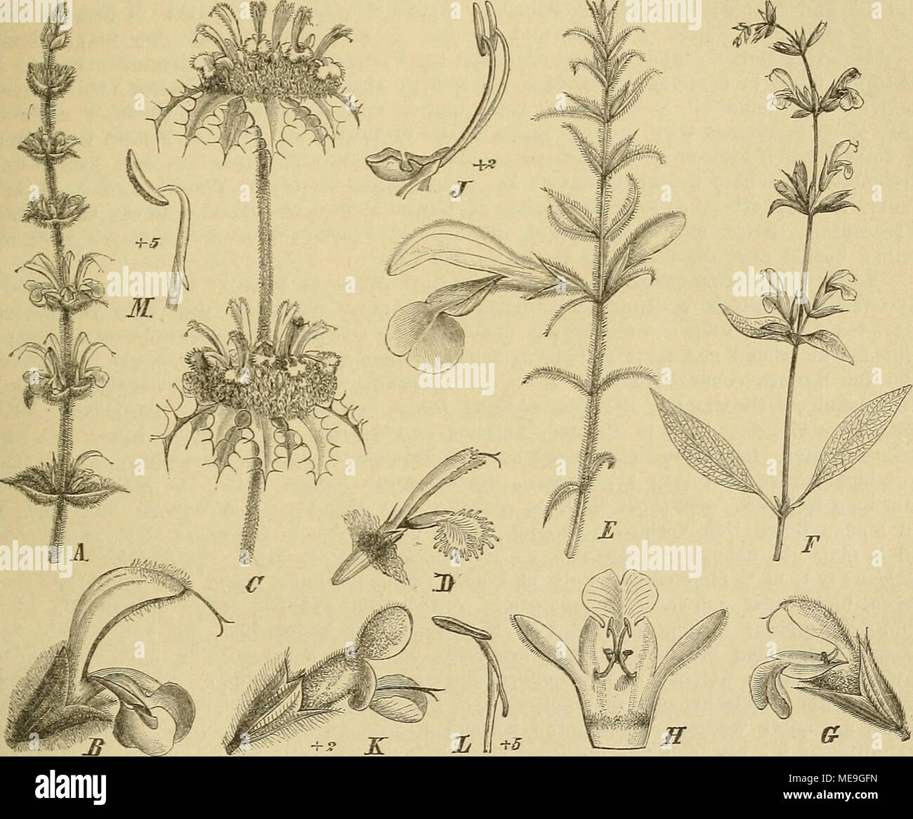L Officinalis Fotos E Imagenes De Stock Pagina 6 Alamy