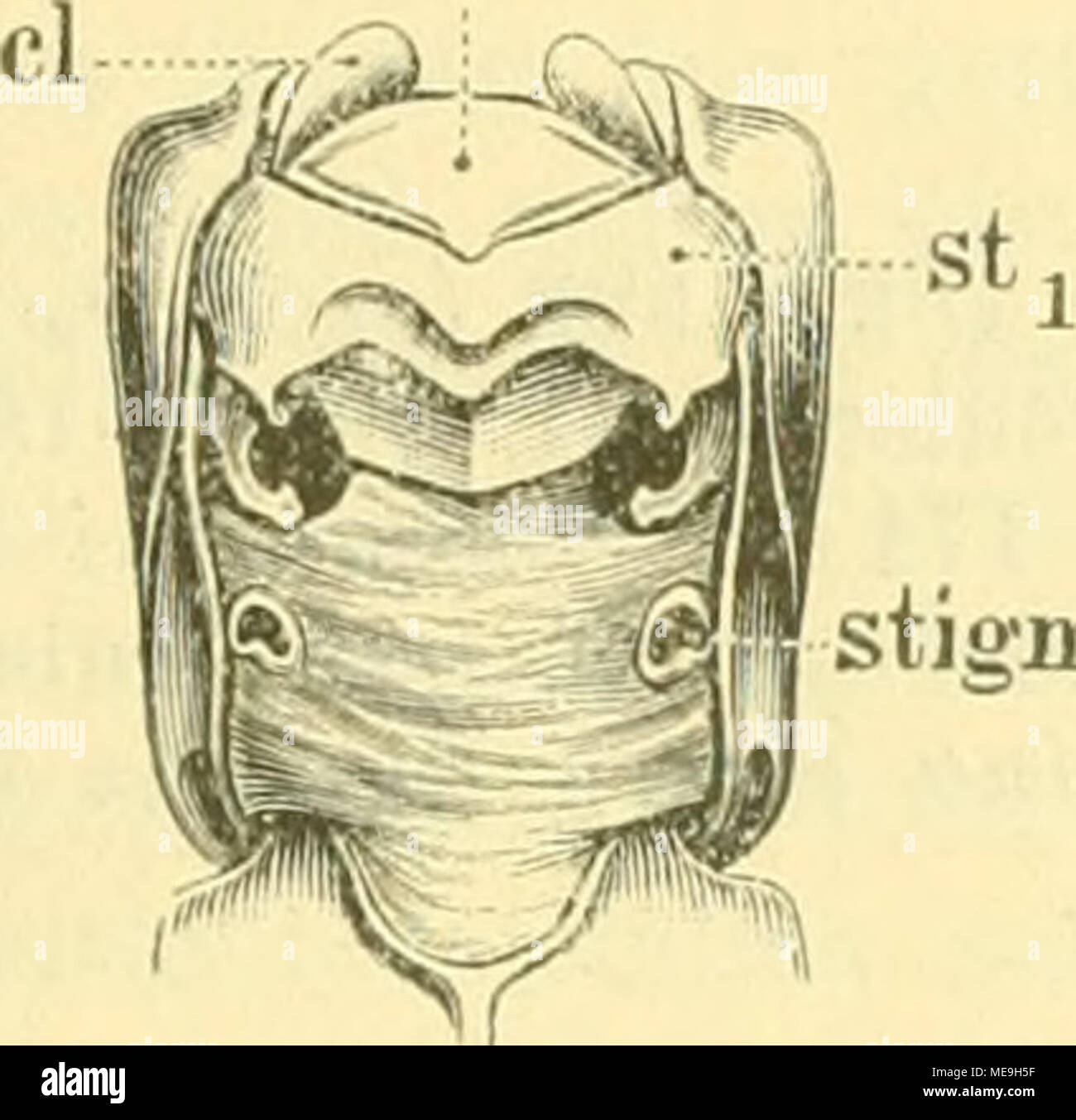 . Die Käfer von Mitteleuropa : Käfer der österreichisch-ungarischen Monarchie, Deutschlands, der Schweiz, sowie des französischen und italienischen stism Alpengebietes .. Fig. 21. F. fulgidus EulissuB Protórax voa unten. pr. its, gesonderter Kehlplatte sternnms Fortsatz des prc.  st^ Prosternum.  cl Clavicula. - Stigm Vollkommen freiliegendes estigma. Foto de stock