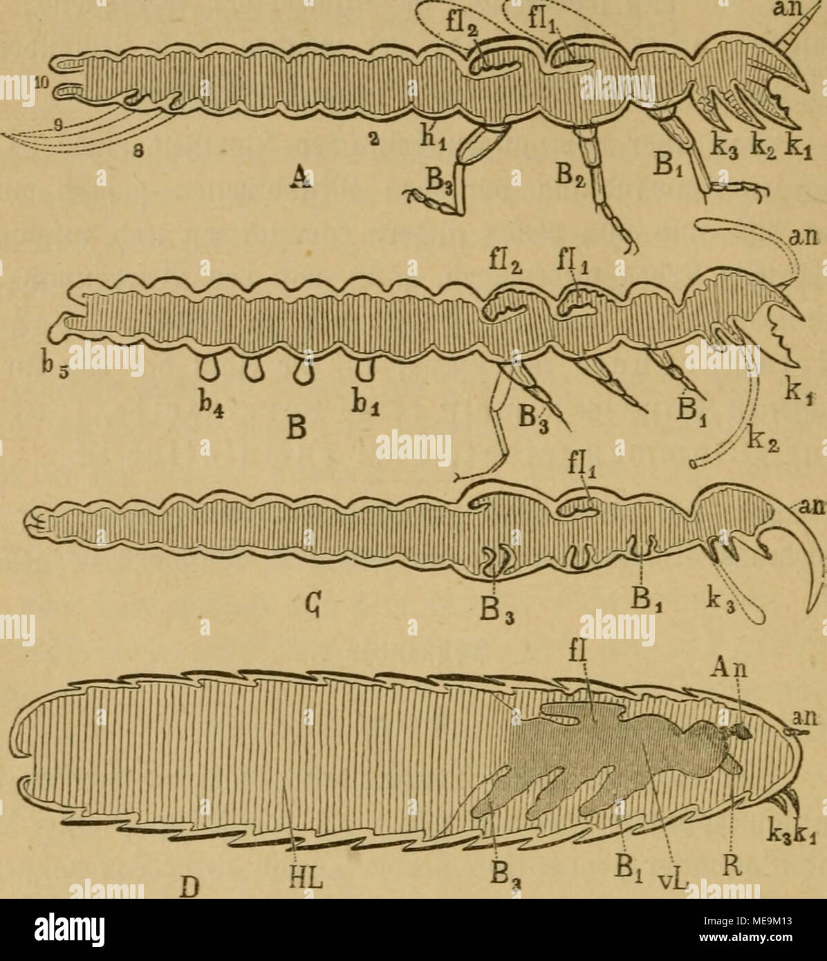 Die Insekten Bi Vl M 178 Auaj Ser I Raffirten Mago Un Gu Fer Ki Ka Aiefer Bi Bs Sena Fli Fla Wlxttiu Unb Interflugel Hi Hio Intcrteit Sringe Una Z Pvi Eui 6rerfe B C D Metter Ing