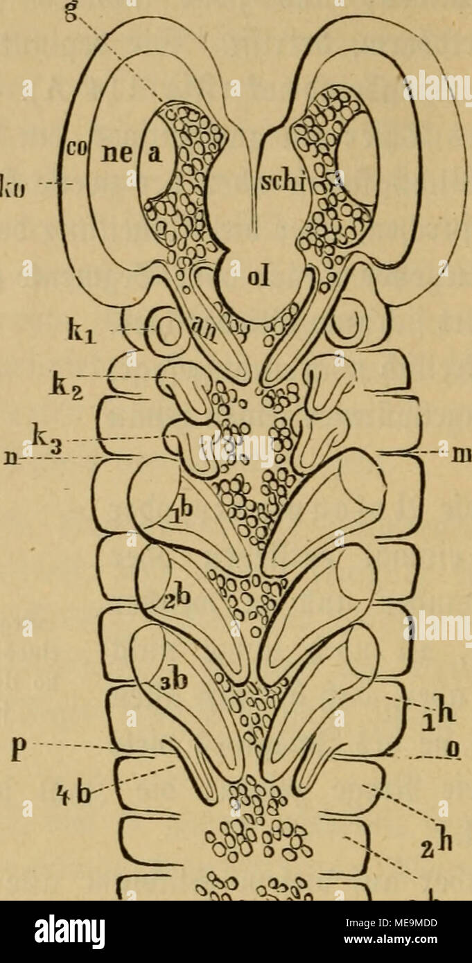 Die Insekten X Gt O 3 H 5ig 133 Von Aeimftrcif Mantis Ko Ssorbcttopffegmcnt Ss Sctjirn Ne Ijie Aut Co Cornea Ber Gtosscn G Acettaugen Schi C D Ilbd Ne Ol Oberlip Jc Un Ul Icranlagen Ki I K2