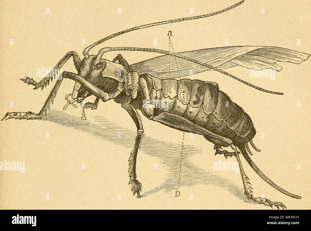 Die Insekten Mg 5 J Combusta Gryllacris Raufte Ua C Auf Ber A Toeiten Unb Bra Ten Ala Denfd Iene Gm 2ba B A A ren Bie Entgegenftarren Onu Fie T Hombre A Rtiei A Tei En A En Tra N En V Unb Die Insekten Mg 5 J Combusta Gryllacris Raufte Ua C Auf Ber A Toeiten Unb Bra Ten Ala Denfd Iene Gm 2ba B A A ren Bie Entgegenftarren Onu Fie T Hombre A Rtiei A Tei En A En Tra N En V Unb