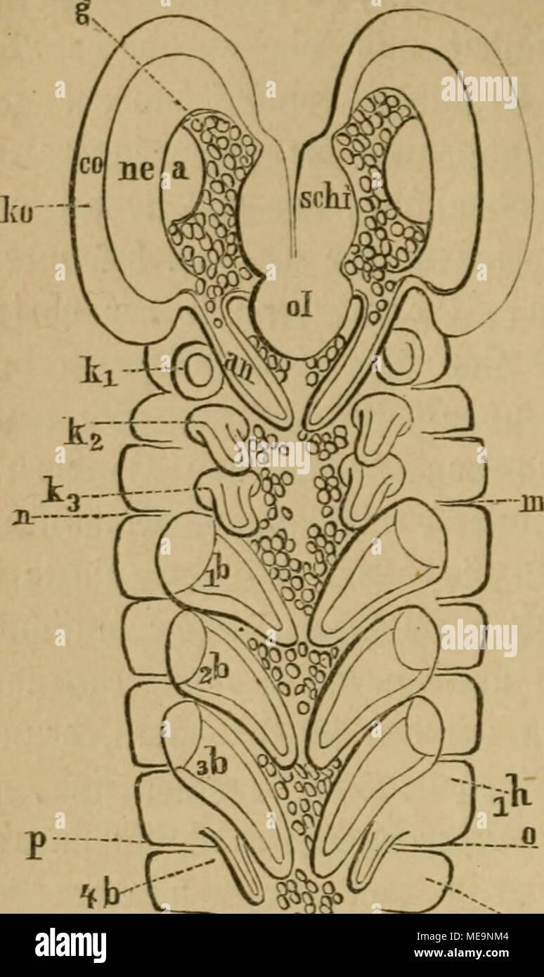 Die Insekten X Sil V 5ig 1 5 Orber6a Fte Banbformiflen Mautis Bes Gotus Ko S Orberfoptlegment G C Efiivn Iie S Ie I Co Cornea Ber Ijvufjen Gocettaugen Scbi D Ilfcc Ne Ol Cberuppc Un 5iil Rcranla9ne