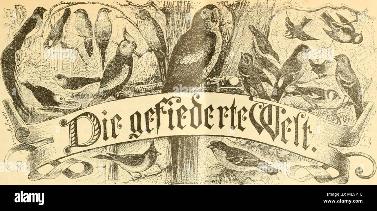 . Die Welt Gefiederte . Fm Wddienfiljrift VogelltcMiabet =JM}ttt mti =^mikt. Scftedungen buic^ |t5t, foicie fiuitiliantilang jeiie (lD|tan|lalt. ißreiä ffliatf oierteljäljrlic^ 1 60 "Pfg. 2Böc^enllit^ eine gut ittuftcirtc 9iummer. Jj e v a n ä 9 e g e 6 f u u o u Dr. Iiarl Kuß. £tiluiig: <StUiaUiancilltaet eclin, 81. ^Injeigen lueibeii fiiv bic Sgejpaltenc ^lelitäeile mit 20 öcn ebuv3, 7. IViai (890. XXV. 3Al?rö. geeigneter eiten Eiftgelegent)511 öci ift^'. i*sobre .löauä gvtir. u. •I^crlepf(^ = '|'abEvbovn. (Goi-TFE^uug). /G§ ift eine befaimte "5t)atfad)e, baji bei ben Woctln bo§ mäiinti Foto de stock