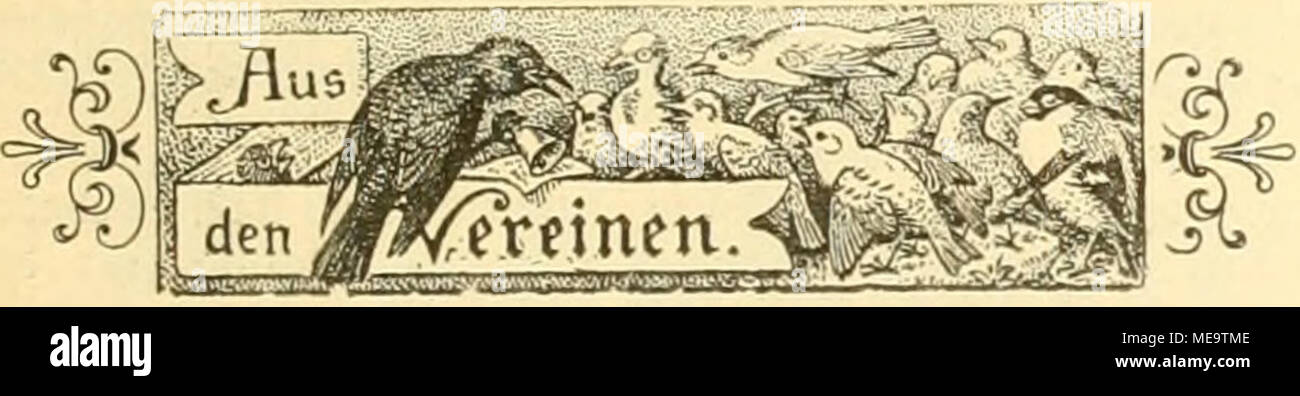 . Die Welt Gefiederte . Berlín, âCntiS", a^evcin für isogelfnnbc nnb = ViebI)aberei. 3NR ©iljnng am '2i. gebruar, nbenbs 8 UF)r, im3ierf âS)aii§ ^nin Stnerbad luirb tiierntit eingelaben)". Jage0= orbnnng: 1. (^cveinsangelcgent)eitcn. 2. i^i-)nng über ipred bie jiuedntäfngften .vtiifige fäv ai!cid)|nttertreficr, unter S.(orjeignng foldjer bnrt^ ,*>errn Oiablerineifler ©(^inb 1er. 3. gragefaften. grage: iffiie ©ie fid) uielleidjt erinnern, ift bie 'Vflege unferer beften einl)eiini(d)en (infcftenfreffcnben) ©inguögcl meiiie befonbre Ptebbaberei feit ^aljven. lüeift maven n Foto de stock