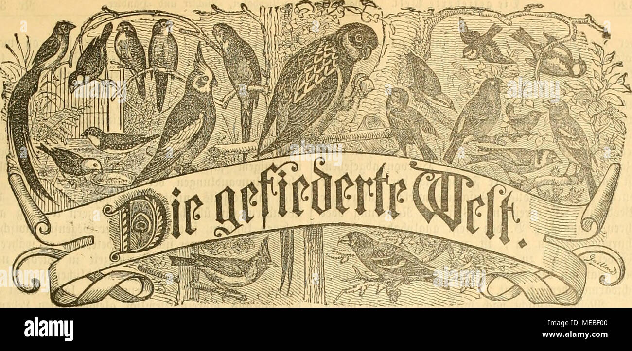 Die Welt Gefiederte Cit A Rift Fa R 2 Dgeuiew Aljer Swtt Mh Die Welt Gefiederte Cit A Rift Fa R 2 Dgeuiew Aljer Swtt Mh