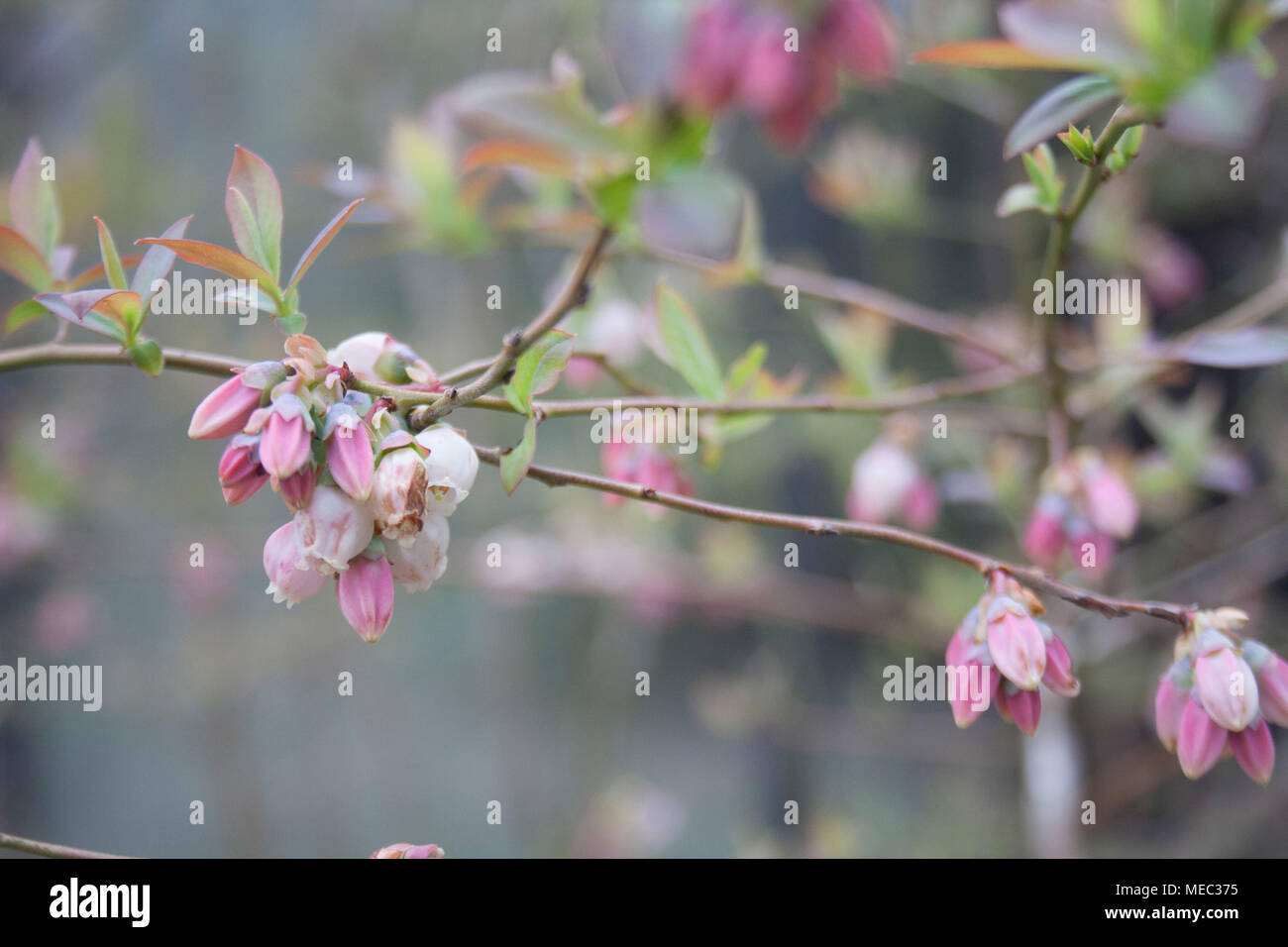 Un detalle de los pequeños capullos de rosa en un árbol en la primavera. Foto de stock