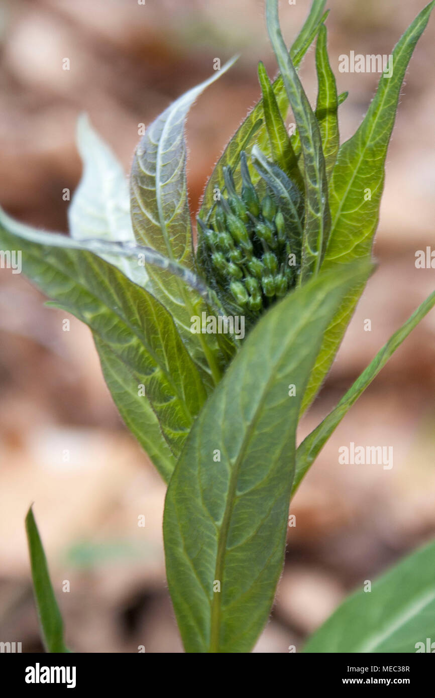 Una joven planta verde desenrolla y emerge durante la primavera. Foto de stock