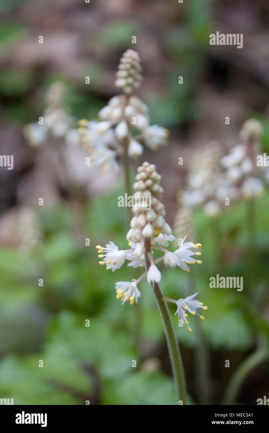 Detalle de un foamflower florece en el wilding en la primavera de Carolina. Foto de stock