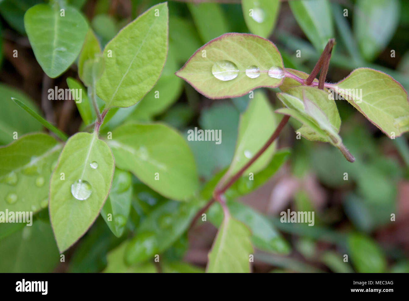 Las gotas de lluvia de primavera sobre la hoja verde. Foto de stock