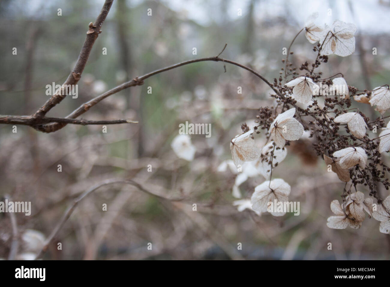 Fotografía de fondo de brown hydrangea flores secas en un jardín de invierno. Foto de stock
