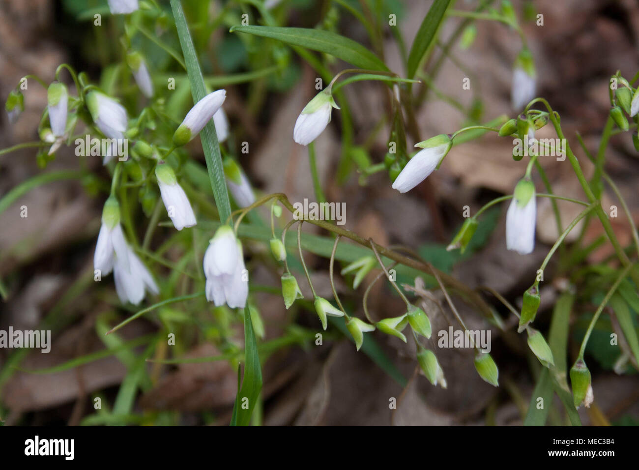 Detalle de blanco wildlflowers toothwort crecen en primavera, en Carolina del Norte. Foto de stock