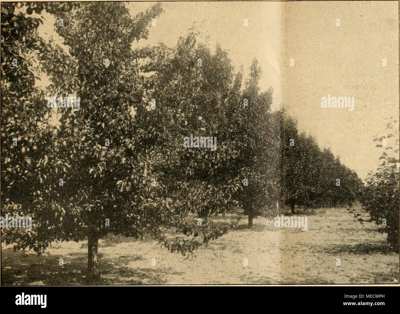 Gute luise fotografías e imágenes de alta resolución - Alamy
