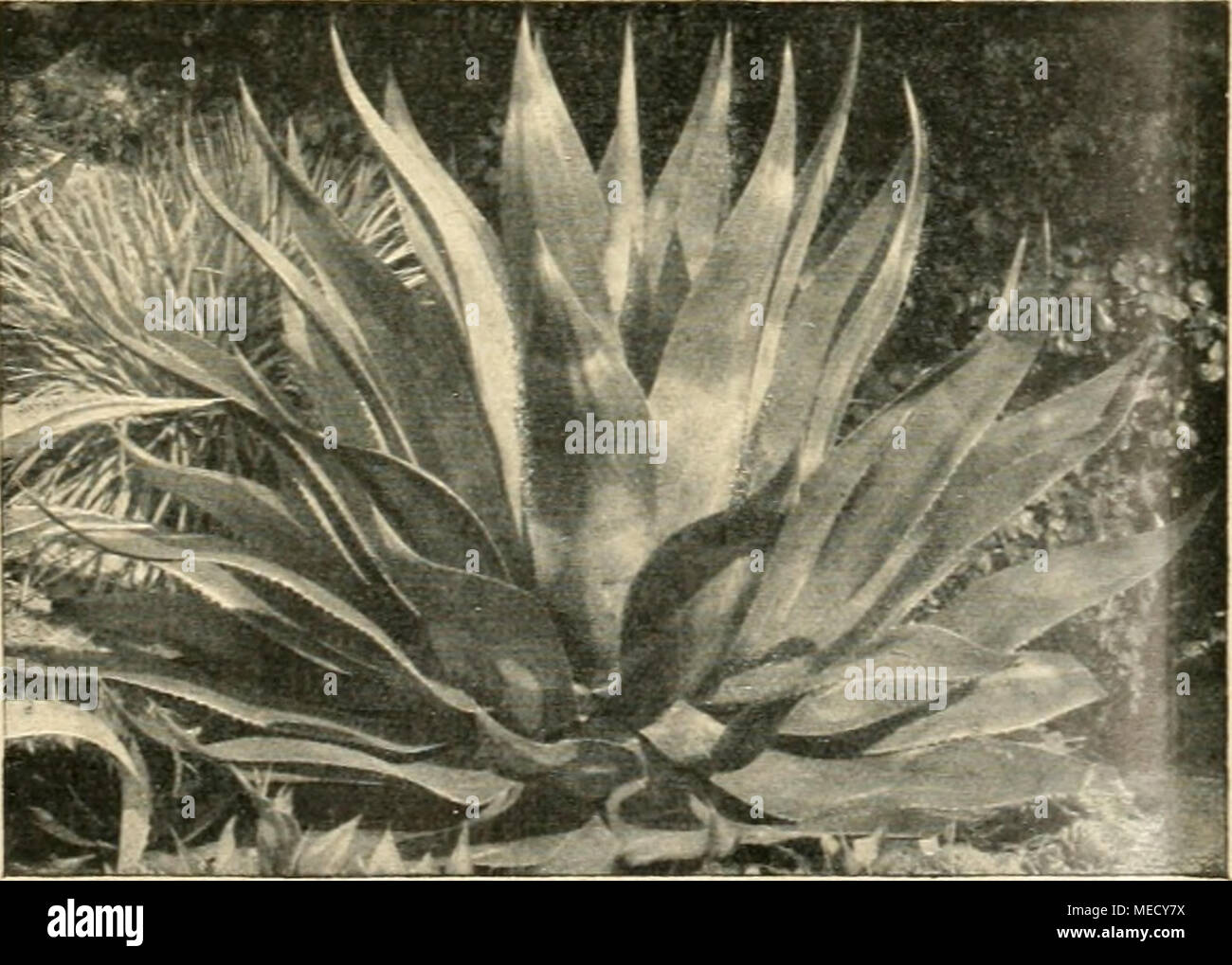 Die Gartenwelt Agave Latissima Agave Gilbeyi Echt Kronrohren Legen Ausserdem Sich Die Blumenblatter Sofort Nach Dem
